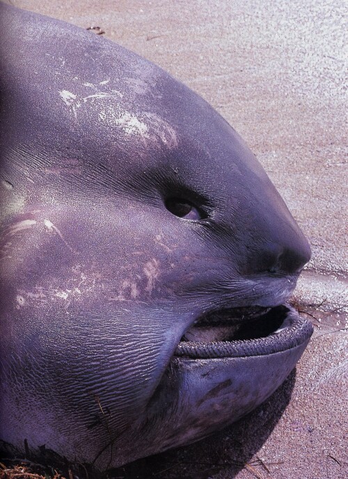 Megamouth Shark Megachasma pelagios.width 1600.d570b71