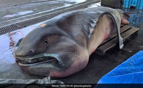 megamouth-shark_650x400_81460987215.jpg