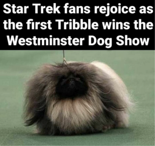 tribble-wins-dog-show.png